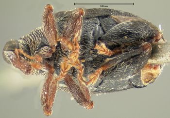Media type: image;   Entomology 33996 Aspect: habitus ventral view